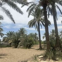 مزرعة طابو صرف • الخناسه • ٦ دونم