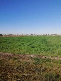 ٣٣ دونم • شيخ عامر • قريب ذراع دجلة