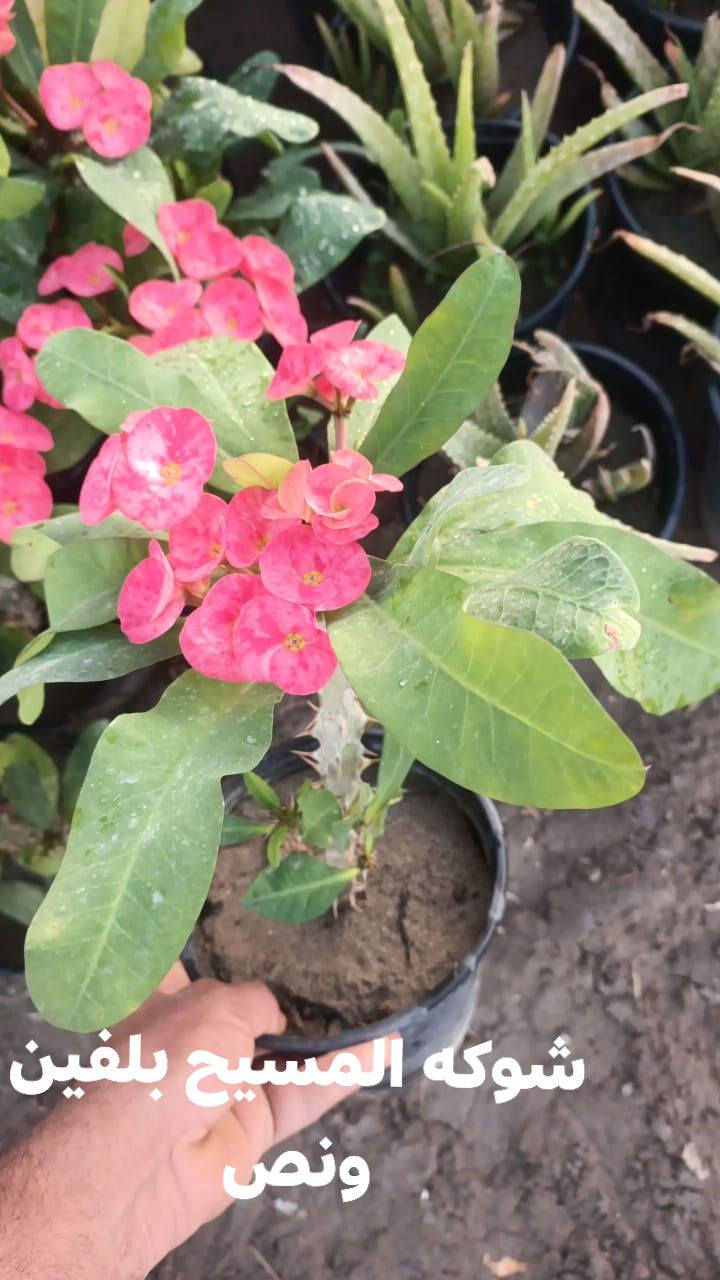 السلام عليكم 
توفر من جديد زرع ضلي وخارجي 
سنادين بلاستك وفرفوري ودوارق عصا موسى واكسسوارات زرع واسمده حيوانيه وبتموس وضليات  
توصيل متوفر 
حجز خاص


**إذا كنت صاحب هذا الإعلان وتريد حذفه لأي سبب، رجاءا أرسل رسالة إلى الدعم الفني**