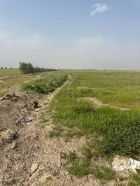 العيساوية • ٤٠ دونم • طابو سند ٢٥