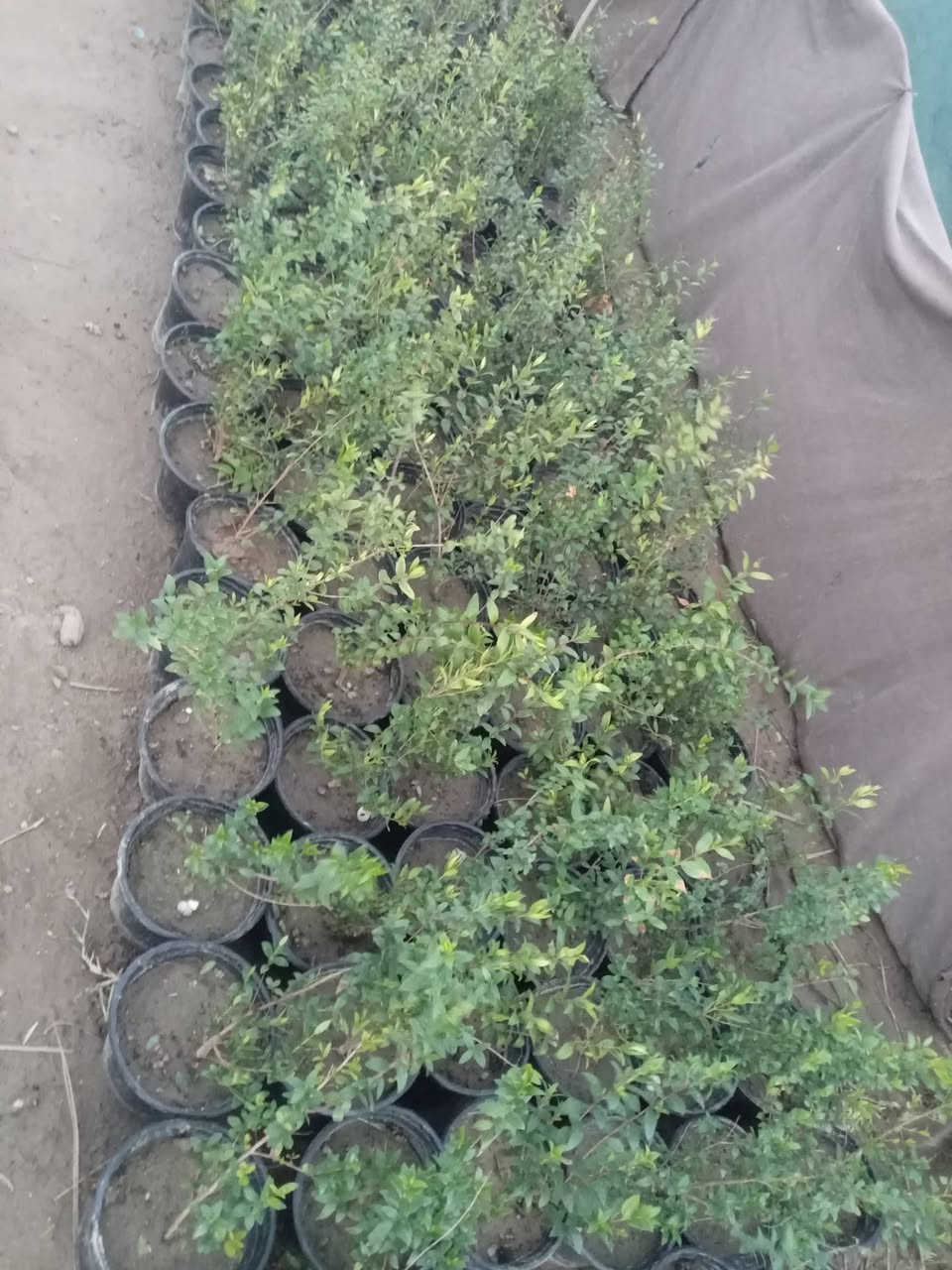 سلام عليكم يتوفر لدينا تفاح مشمش رمان تين عنب تكي نوعيتين نبك ثيل صفصاف وأنواع اخرا بسعار مناسبه جدا العنوان الحمزه الشرقي بشبلاويات يم معمل السكر عمود 272 زورونا ***********
