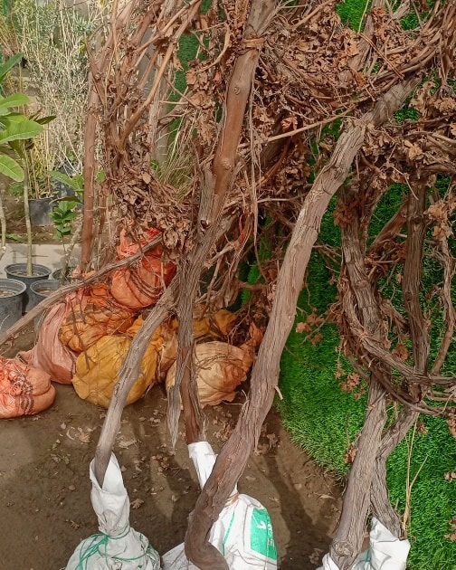 السلام عليكم متابعين مشتلنا الااعزاء
بفضل الله ...
متوفر من اشجار الفاكهة المطعمه والنفضيه اصناف ممتازه ومكفوله بأحجام كبيره مترين فما فوق 
عنب  حلواني 
عنب شده تركي
عنب اسود
عنب ديس العنز
تفاح ابراهيمي 
تفاح الكاغدي
تفاح الحمر
تكي كندي
تكي عراقي 
خوخ الكعكي
گوجه اصفر
مشمش اصفر
رمان عراقي 
تين بني مسلم 
عرموط صيفي
العنوان.
الديوانية// قضاء الدغارة // الحي العسكري
للحجز والاستفسار الاتصال على الرقم التالي
*********** انور الشباني
*********** إيهاب الشباني
