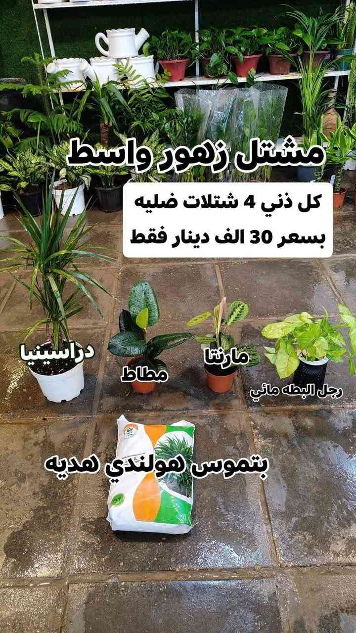 عروض شهر رمضان الكريم 4 نباتات ضليه بسعر 30,000 فقط بتموس هولندي هديه
يفتح المشتل طيله ايام الاسبوع من الساعه 8:00 صباحا والى الساعه 11:00 ليلآ
#مشتل_زهور_واسط العنوان كوت فلكه الحاوي شارع مجمع دمشق الطبي مقابل ابتدائية الكوت للتعليم الأساسي #يوجد_توصيل_داخل_الكوت
*********** لطلب والاستفسار واتساب  او مراسله الصفحه الشخصيه بلال الواسطي🌹😊
