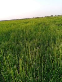 الدوانيه • ١٥ دونم • طابو