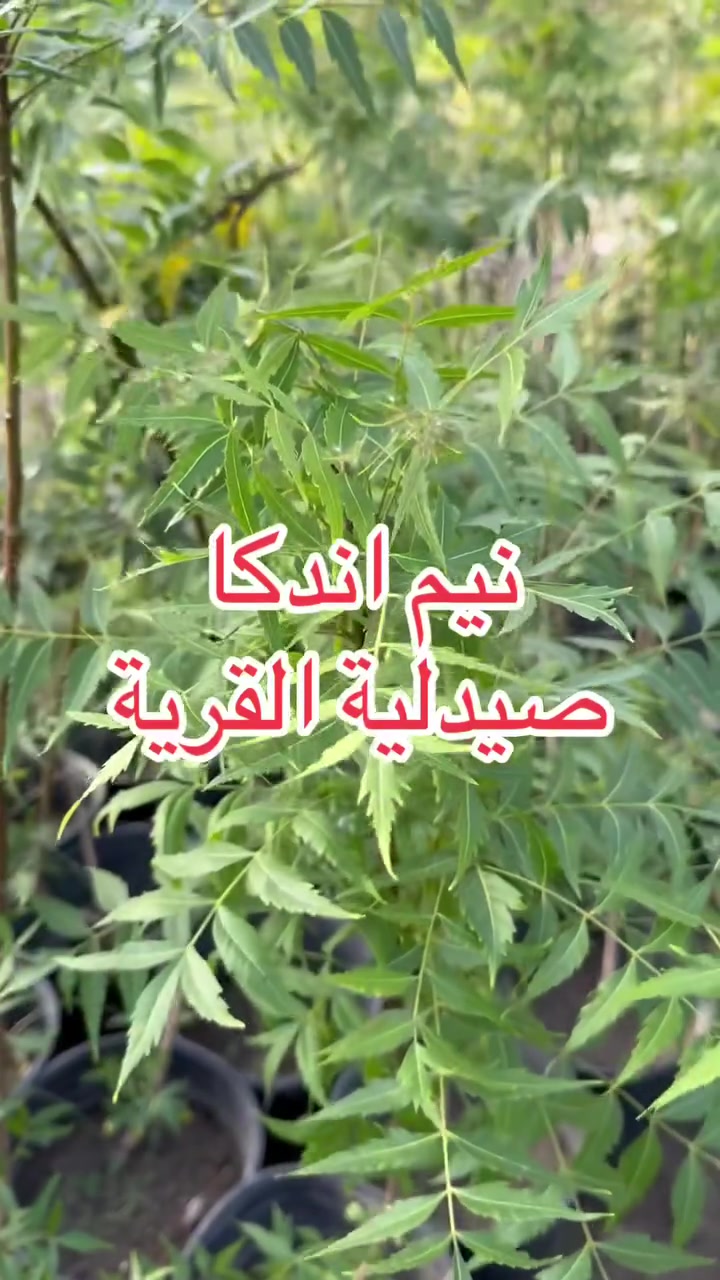 السلام عليكم ورحمة الله وبركاته 
نيم اندكا 
عنوان المشتل 
كربلاء هندية ناحية الخيرات قرية الفيادة قرب محطة كهرباء الخيرات الغازية 
ملاحظة/ لايوجد توصيل.                 
أرقام الهواتف  *********** أو ***********
