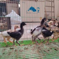 افراخ • افراخ عرب • افراخ ابو ركيبه • طيور • فروخ • عرب • ابو ركيبه • ...
