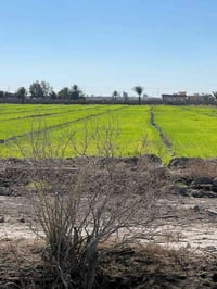 ٥ دوانم • منطقة الشيخ عامر • طابو سند ٢٥