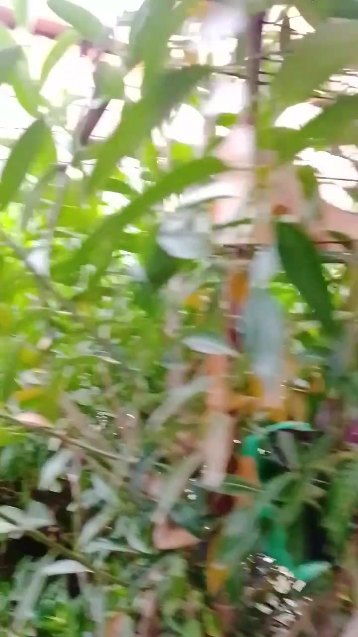 سلام عليكم للبيع مزرعه ***********
