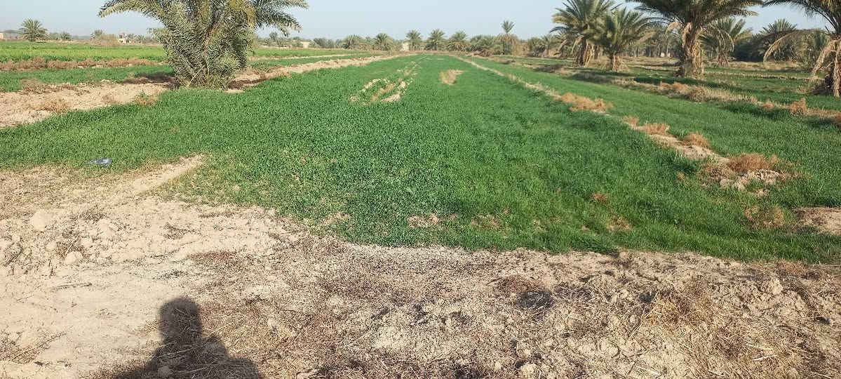 ارض زراعيه للبيع لمخاضره خلف الساده البعاج مشاره وثلث بسم المشتري ماء كهرباء تبليط يبعد ٥٠٠ م عنه ***********
