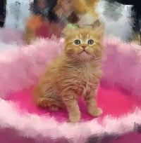 للبيع • بدون تفاصيل