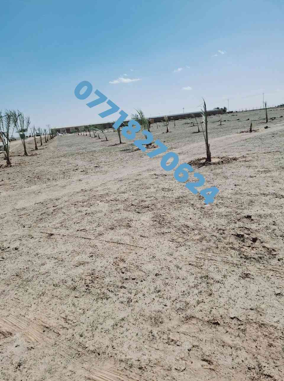 🌴🌟 تتوفر لدينا كافة أنواع الفسائل بأصناف مميزة ومضمونة 🌟🌴

الأنواع المتوفرة:
💎برحي 🪴 خستاوي 🪴 بريم 🪴 عمران 🪴 تبرزل 🪴 مكتوم 🪴 جمالي 🪴 اشرصي 🪴 بربن 🪴 حمراوي 🪴 شكر 🪴 شوثي أصفر 💎

💥 جميع أنواع الفسائل مقدمة بأمانة الله ورسوله، خاصة من مزارعنا.
💥 متوفرة بأحجام متعددة حسب الطلب، وتشمل الفسائل للأمهات والذكور.

🚚 توصيل لجميع محافظات العراق للطلبات 10 نخلات فما فوق.

📞 لمعرفة الأسعار أو الاستفسار، يرجى مراسلتنا من الزر اسفل المنشور او على الارقام:

📲 واتساب
📲 ***********

💼 جاهزون لتجهيز دوائر الدولة، المشاتل، والمزارع الخاصة والعامة.
✨ فضلاً، ندعوكم لدعم صفحتنا عبر المتابعة والمشاركة، وتحية حب وتقدير لكم 🌻🌻
