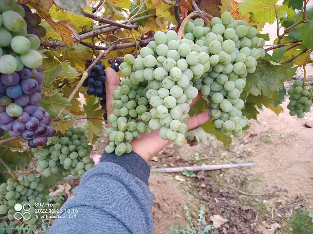 بسم الله والصلاة على رسول الله
العنب الاوربي الشهري يحمل على مدار العام والشاهد على كلامي تاريخ التصوير ،،،،صور الشتلات بالمنشور،،،،علما ان الشتلات مزروعه بالمنطقه الغربيه صنف متحمل وغزير الانتاج حجم العنقود كبير
سعر الشتله 7000 دينار
الانبار حديثه
المهندس الزراعي رائد النعيمي 
للاستفسار والتواصل على الصفحه او واتساب على الرقم 
***********
التوصيل لجميع المحافظات
