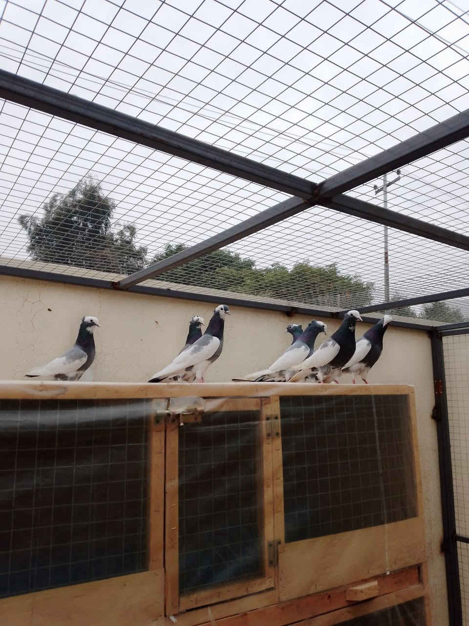 السلام عليكم ورحمه الله شباب هذني ايرانيات رصاصيات ٤ زواج رس سطح وأحد طيور طياره المفرد سعر والشلع سعر يرحم والديكم ماعندي خاص الي يشتري يتصل مكاني تكريت ‏‪***********‬‏
