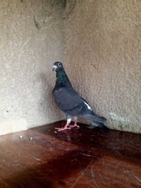 متاح تك جان اردن محير ما اعرفه طيره لو فحل واضح بل تصوير مكاني بغداد ح...