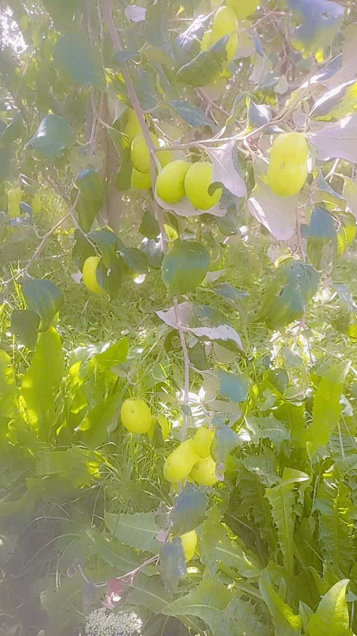 متوفر كادر لتطعيم السدر بانواعه وبأسعار تنافسية مع توفير اقلام سدر زيتوني وعرموطي واحمر باكستاني وتفاحي للاستفسار الاتصال على الارقام التاليه*********** /*********** اومراسله الصفحه
