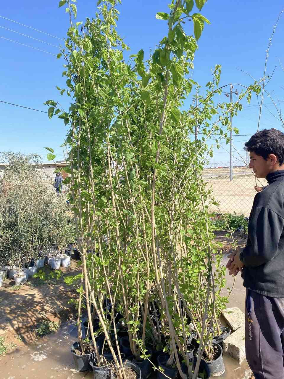 وجبة جديدة ثيل هندي المتر مربع ٣ آلاف ورد موسمي ودائمي ٥٠٠ دينار نينيا ١٠٠٠ دينار نخل زهدي وخستاوي ٥٠٠٠ دينار  
وتكي هندي وكندي وجهنمي الوان وبخور هندي وجوري سلطاني وإيطالي 
وجميع أشجار الحمضيات والنفضيات السعر حسب الاحجام #مشتل الكوثر طريق الزاب شميط قرب محطة الرملي وقاعة الهيبة بإدارة رعد ابو كوثر ***********
