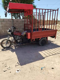 ستوته • شغاله • أوراق كاملة