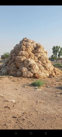 : صوف للبيع مال الجزيرة الجوز ١٥٠٠ وعكا الكونيه ٢٠٠٠ والتوصيل مجاني  ا...