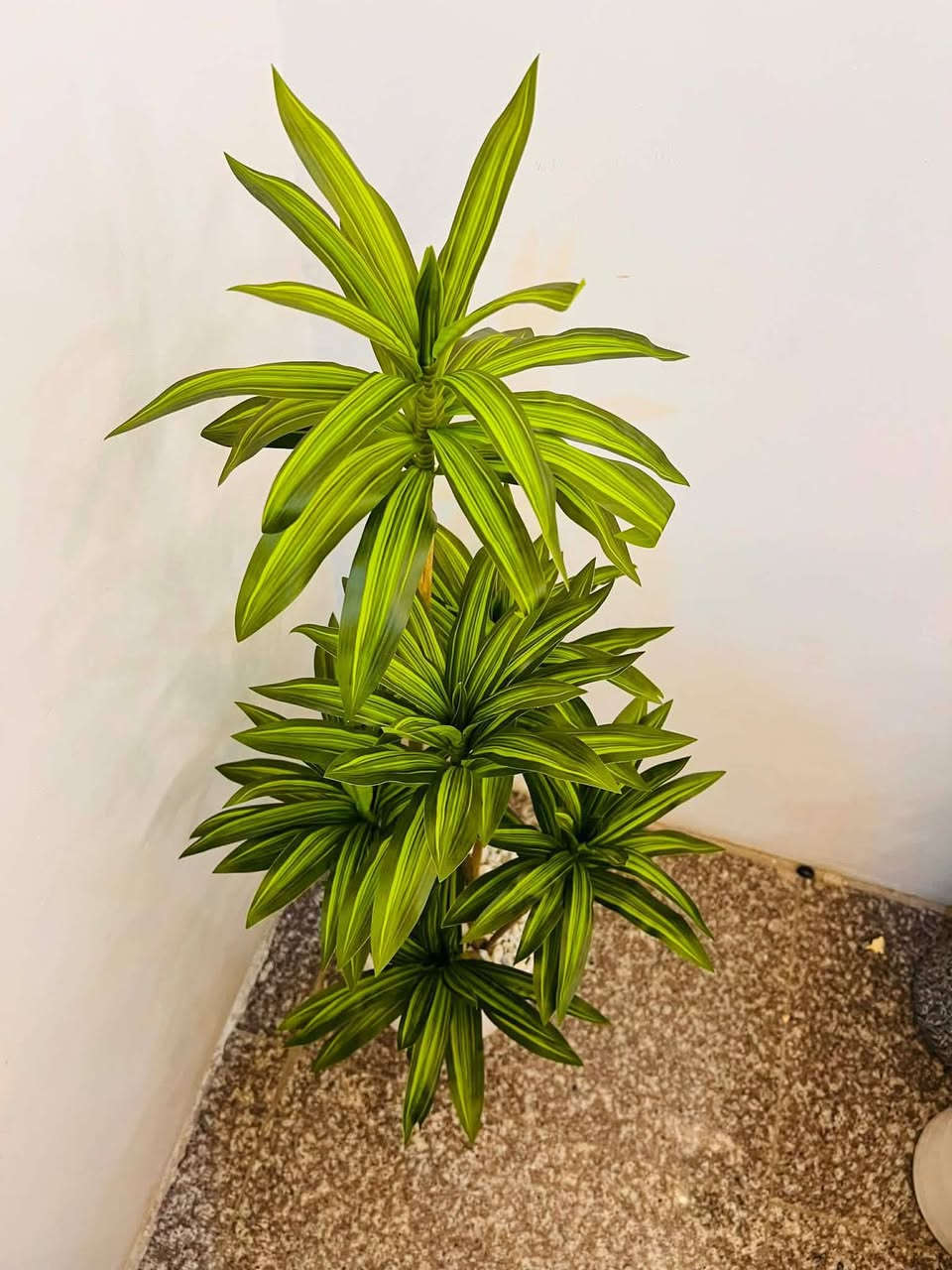 ٣٥ الف فقط شجرة دراسينا سندان فرفوري ✅❤️كوالتي راقي جدا


**إذا كنت صاحب هذا الإعلان وتريد حذفه لأي سبب، رجاءا أرسل رسالة إلى الدعم الفني**