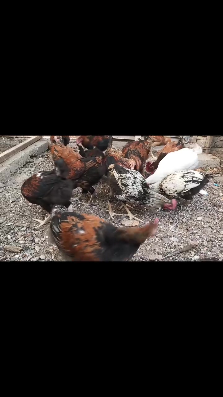 متاح 
ديوكه عرب العدد(9ازواج) العمر 3اشهر ونص
ملقح 
سعر الزوج 15,000الف
مكاني سامراء
الاستفسار ***********
