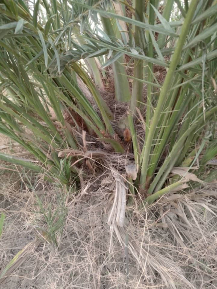 على بركة الله
متوفر فسائل بريم وبربن حجم وسط - متعدهن بالصنف وتجي بشهر 9 تشوف الام وتاكل منها
البريم. 25 الف.  - البربن.  20 الف
المكان ناصرية طريق المطار


**إذا كنت صاحب هذا الإعلان وتريد حذفه لأي سبب، رجاءا أرسل رسالة إلى الدعم الفني**