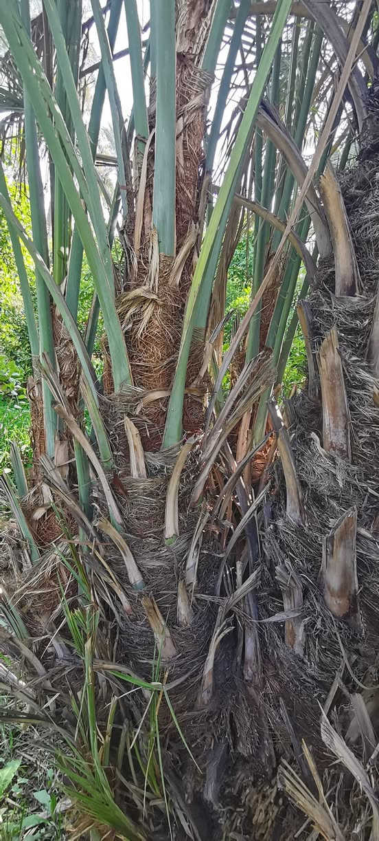 متـــــوفــــر
كــــراااااااين زهدي مثل ماواظح بالصوره
متـــــوفــــر فسائل خضراوي مندلي
متــــــوفــــر فسائل بـــربــن
متــــــوفــــر فسائل خضراوي بصره
متــــــوفــــر فسائل خستاوي حــر
***********
