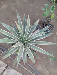 مشتل جنى • مقابل جامعه الكوت • خدمة توصيل