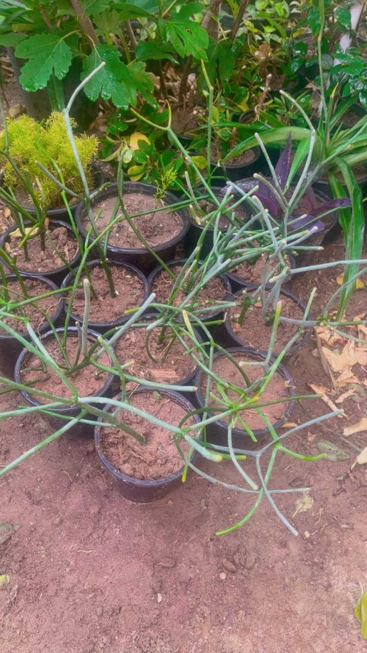 كل الي بالصوره بالف 
لطلب والاستفسار مراسلة الصفحه يوجد خدمة توصيل خانقين


**إذا كنت صاحب هذا الإعلان وتريد حذفه لأي سبب، رجاءا أرسل رسالة إلى الدعم الفني**