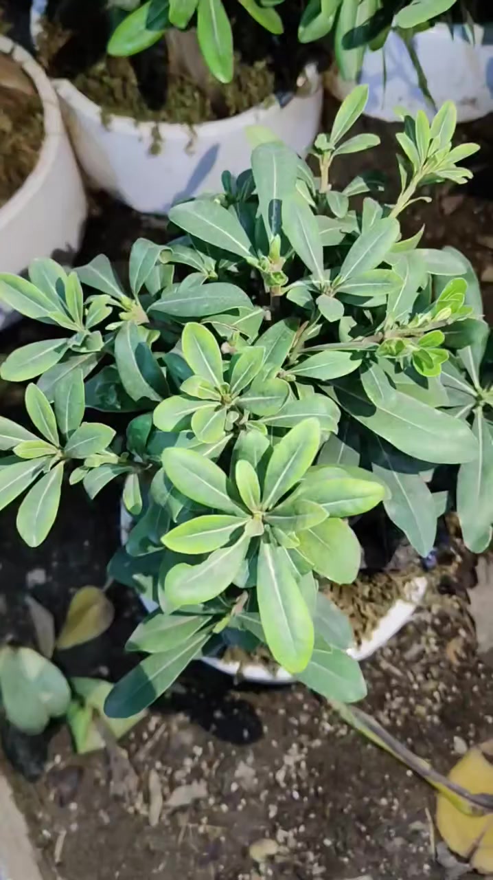 آخر قطع خصم 40% على البونساي 🔥🔥🔥 
العنوان: حلة حي الصحة شارع كورنيش
للتواصل ضرغام : ‏‪0782 884 2289‬‏
علي خلدون: ***********
https://maps.app.goo.gl/MrkK44hPhZ3qJYfC9
