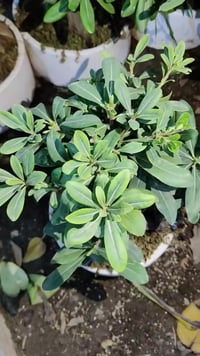 بونساي • خصم • حلة حي الصحة