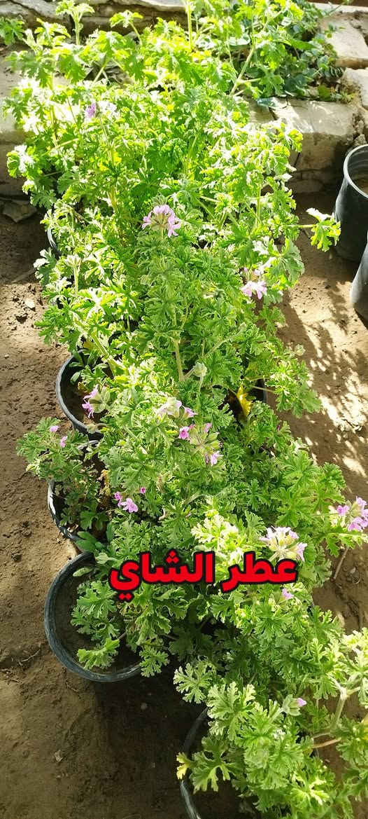 اهلآ وسهلآ بكم في مشتل وحدائق الرحمن 
العنوان كورنيش الديوانية مقابل هايبر توفير
مستعدين لتجهيز وزراعة الحدائق المنزلية 
للحجز والاستفسار مراسلة الصفحة


**إذا كنت صاحب هذا الإعلان وتريد حذفه لأي سبب، رجاءا أرسل رسالة إلى الدعم الفني**