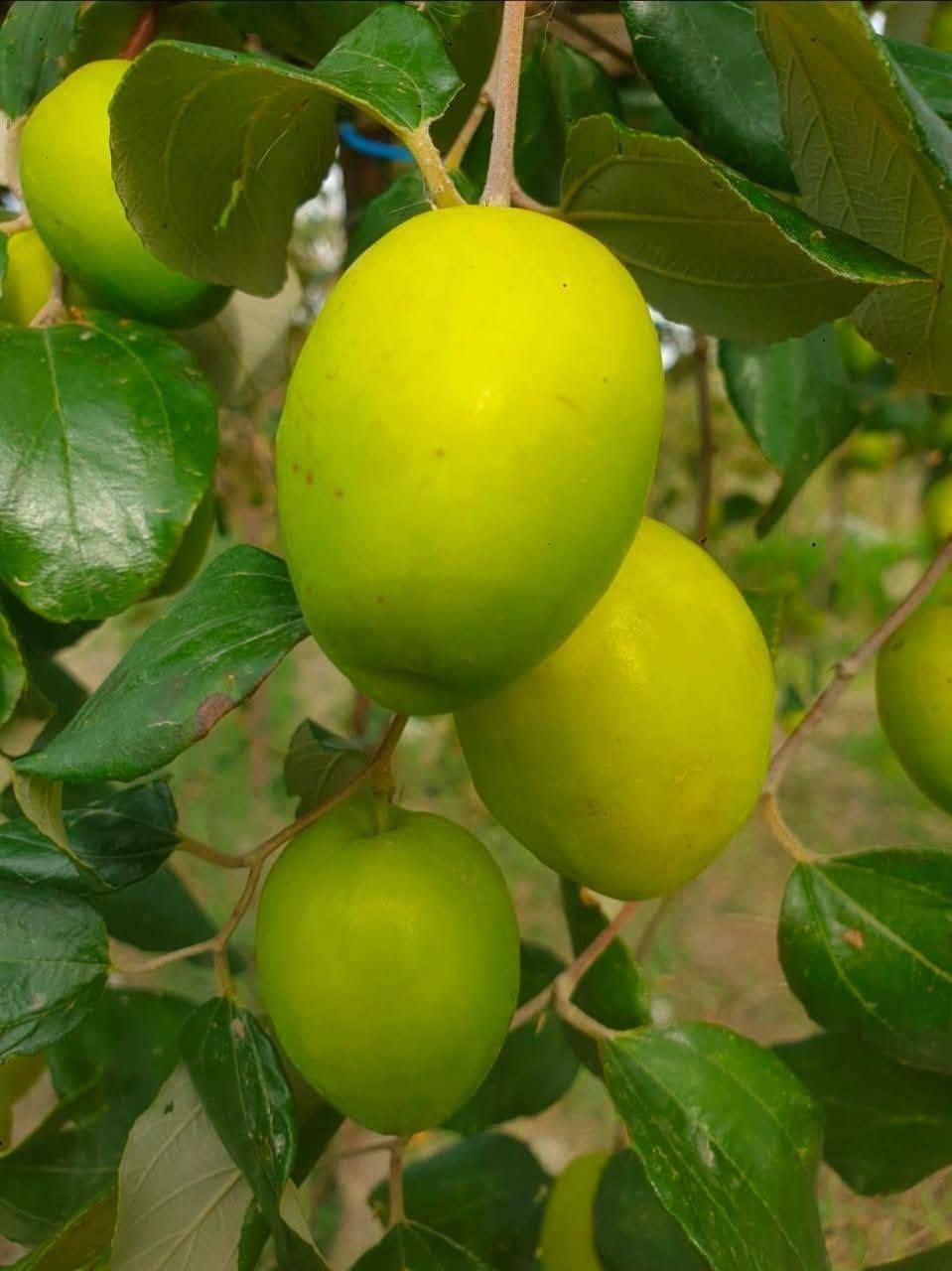 تطعيم كافه انواع السدر ( النبك) 
***********
