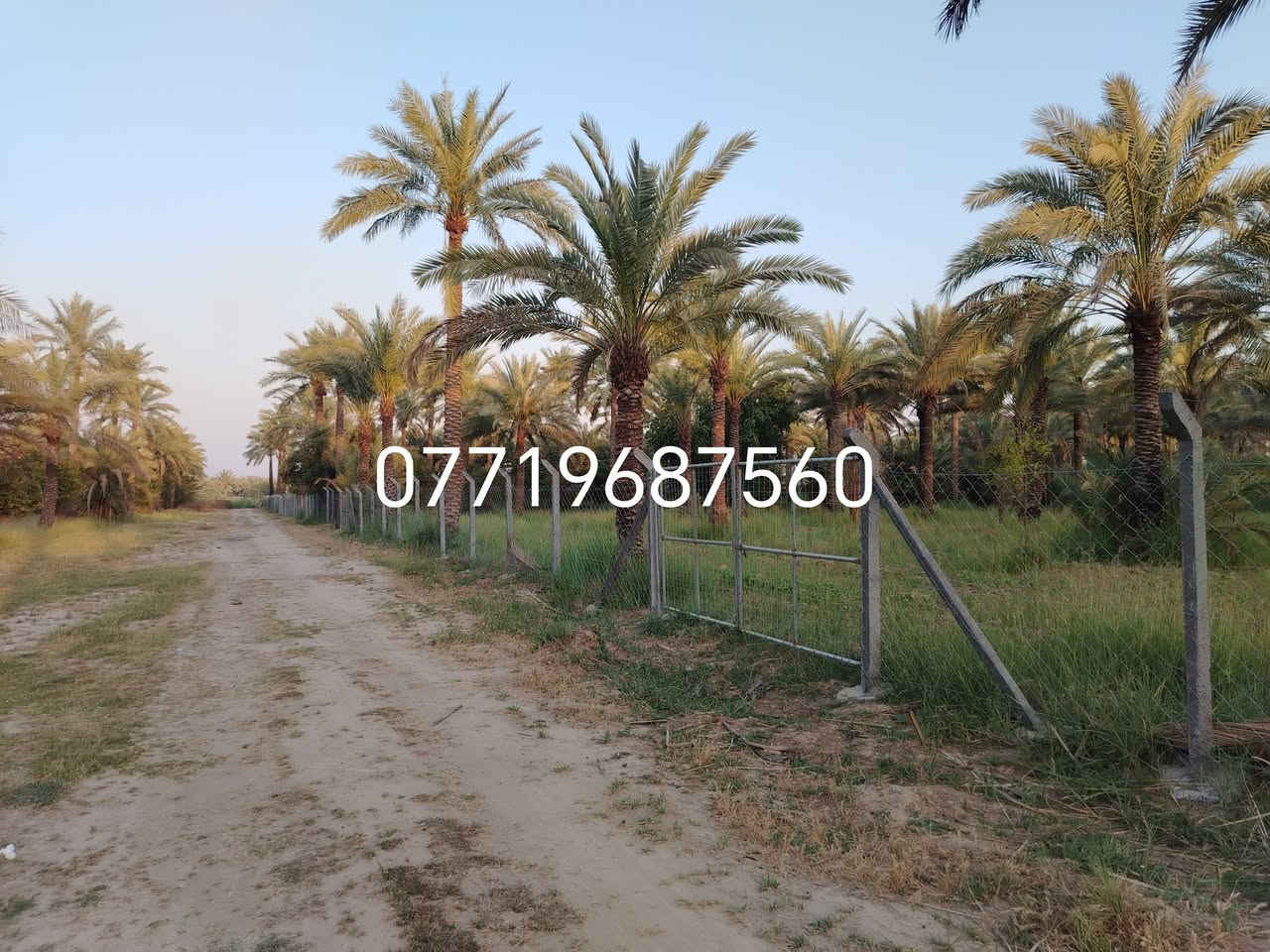 سلام عليكم اخوان للبيع أربع دوانم  بستان طابو سند ٢٥ كاملة البستان صايرة على شارعين ركن واجها 180وعرض ٥٧ونص خدمات كاملة تسقى ماء سيح اروئي بل وجه شارع سبيس للباب عرض الشارع الي بل وجه 9متر تباع كلها او دونم او اكثر المكان بغداد ناحية الراشديه شارع المهندسين علمن اخون البستان بسمنه شخصين وماعارضيها يم اي مكتب او دلال ولا مخول اي دلال بعرضها سعر الدونم ١٨٥ وقابل للتفاوض ***********
