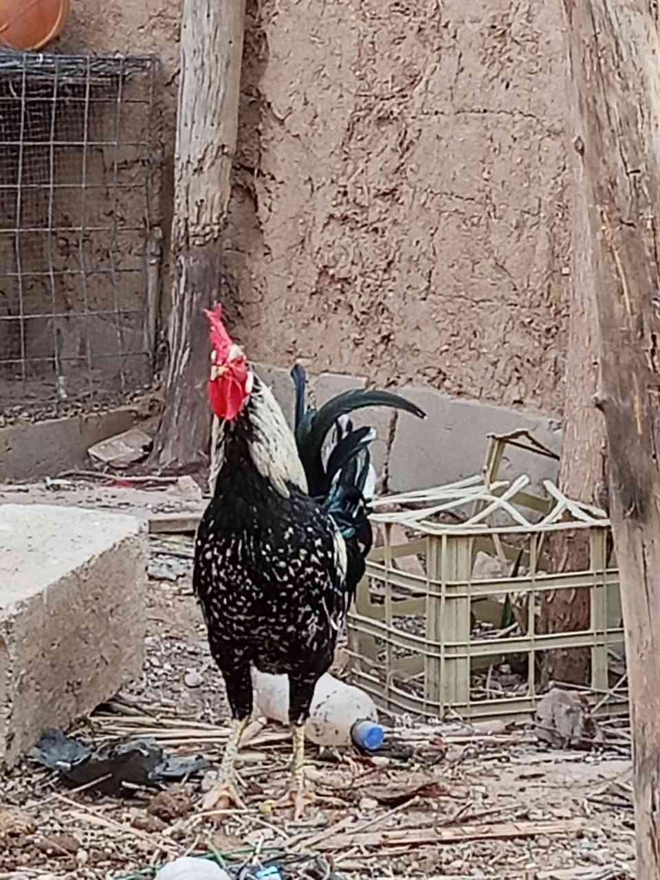 متاح ديج عرب المكان زنكوره التفاصيل الاتصال ع الرقم ***********
