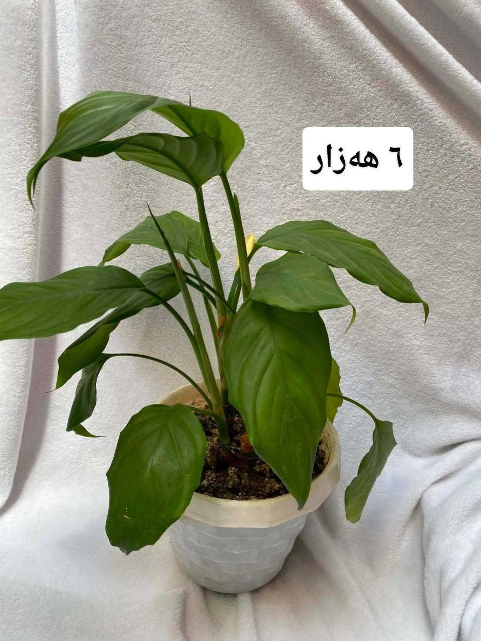 بۆ فرۆشتن سلێمانی گەیاندن هەیە بۆناو شار


**إذا كنت صاحب هذا الإعلان وتريد حذفه لأي سبب، رجاءا أرسل رسالة إلى الدعم الفني**