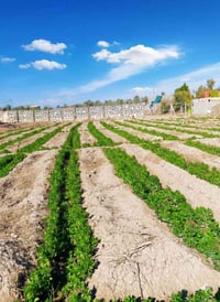 بابل الصياحية • ١٠٠٠م • طابو زراعي