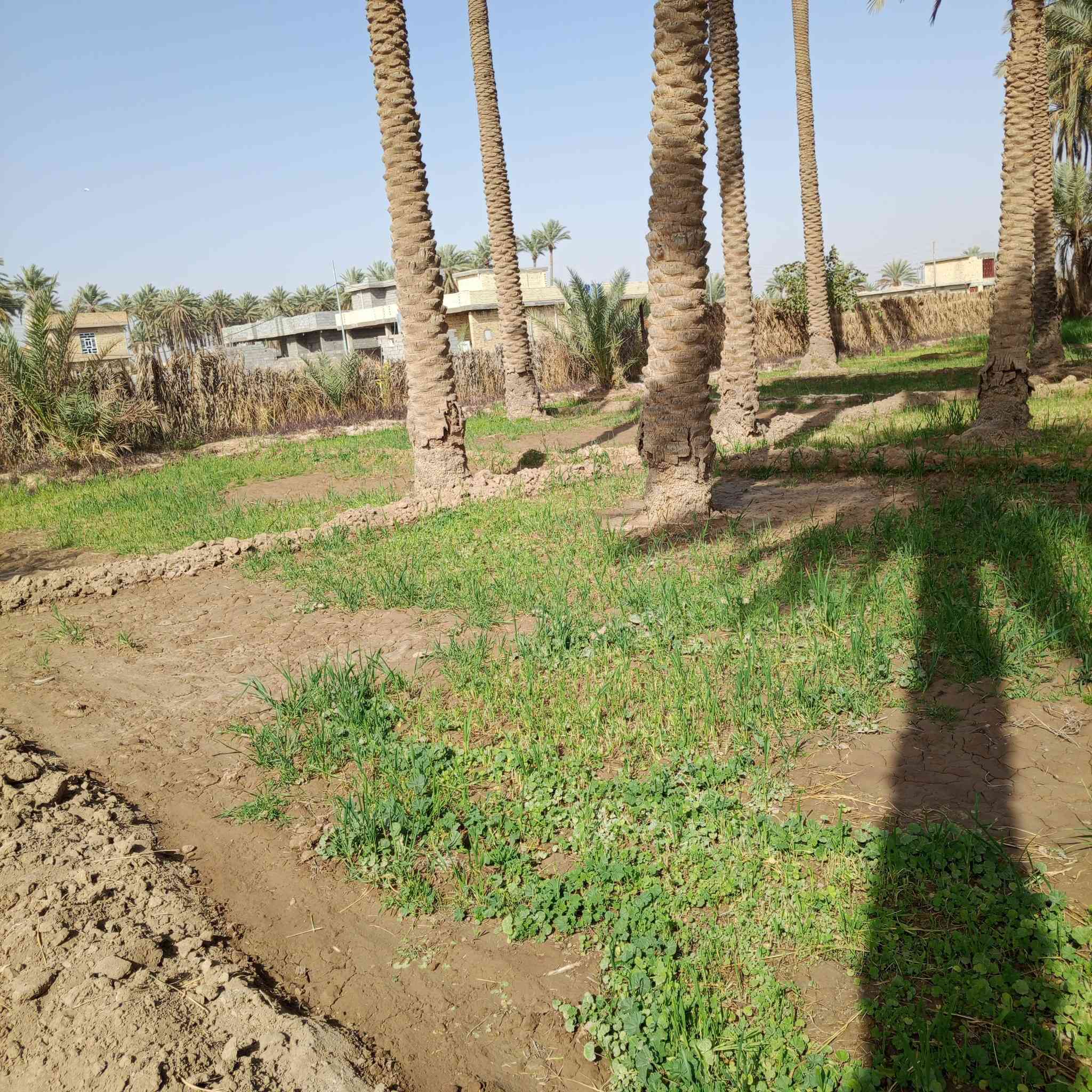 السلام عليكم ارض للبيع دونم و700متر الأرض مسيجه النزال33 متر الوجه 100  منطقه الصقلاوية قرب شيخ حكمت طابو زراعي سند 25 الاستفسار ***********
*********** الانبار فلوجه
