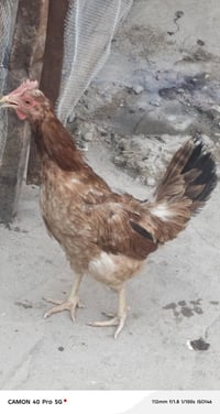 عرب ديج • دجاجه