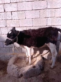 للبيع حوليه جنس اصليه مالت بيت ترهم ربط وترهم جنيه السعر 830وبيها مجال...