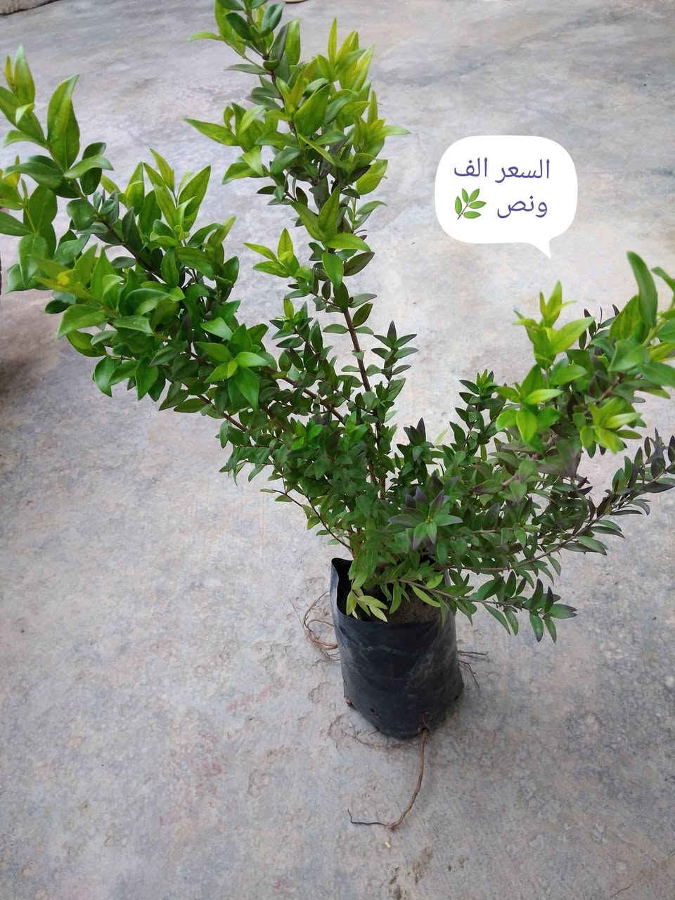 🌿 بيع ورد طبيعي ومنعش
🚚 توصيل مجاني داخل هبهب
📍 أقرب نقطة دالة: قرب مدخل المجمعات
📩 للطلب مراسلتنا خاص


**إذا كنت صاحب هذا الإعلان وتريد حذفه لأي سبب، رجاءا أرسل رسالة إلى الدعم الفني**
