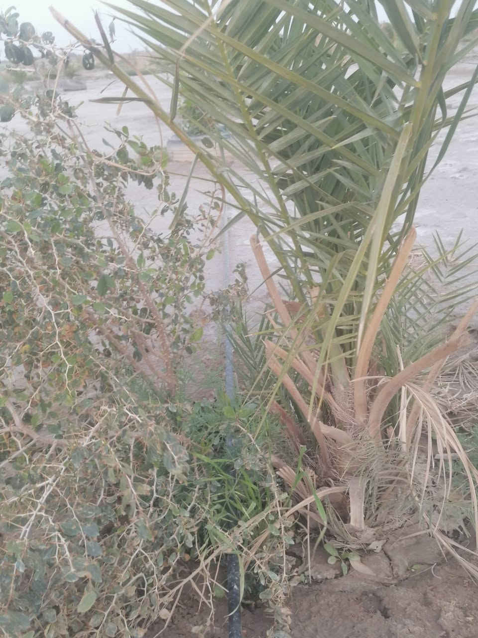دونمين للبيع في منطقة الفريحي قرب الامام الشريف ع مزروعه نخل وبعض الاشجار الضليه والمثمر وعليه شارع تبليط وكلشي قريب عليه ومايه من الشط الفرات وجهتة على تبليط مكانه خرافي سعر قفل 20 وبيه مجال تفاصيل خاص


**إذا كنت صاحب هذا الإعلان وتريد حذفه لأي سبب، رجاءا أرسل رسالة إلى الدعم الفني**