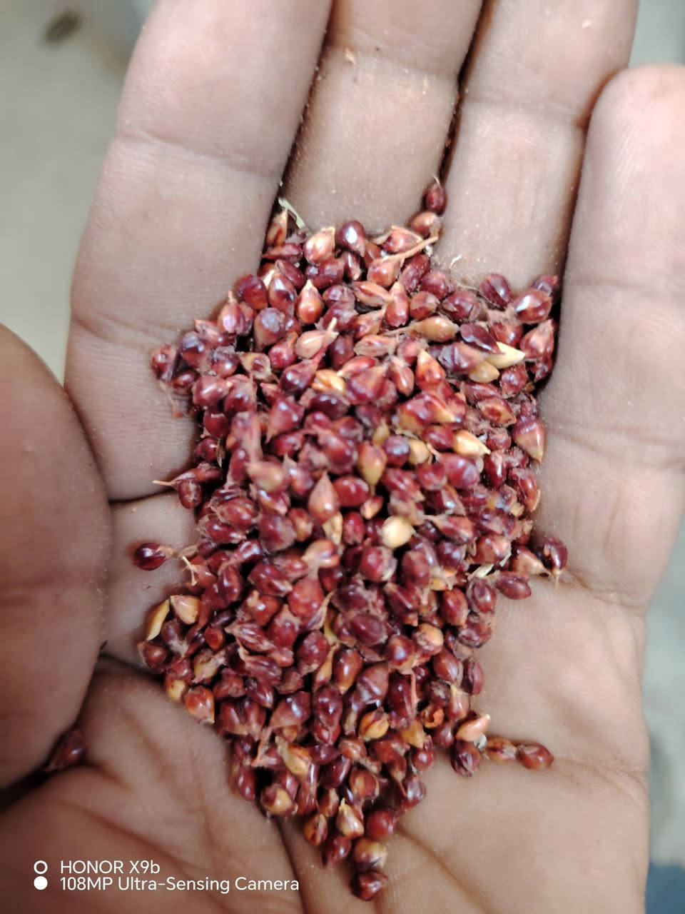 السلام عليكم ورحمة الله وبركاته

جملتنا هي الأفضل تعمل في خدمتكم

إلى أصحاب المحلات التجارية والمزارعون

يعلن مكتب علي العيساوي 🏢 🏢

عن توفر جميع بذور الذره الحشاشه

بيضه حمره سوده صفره 

مع توفر بذور البونيكام

بأسعار انخفاضيه ومناسبه

جمله ## #مفرد

التوصيل مجاني جميع المحافظات
العنوان
بابل الكفل مقابل كراج بني مسلم

***********
*********** كرارالعيساوي
