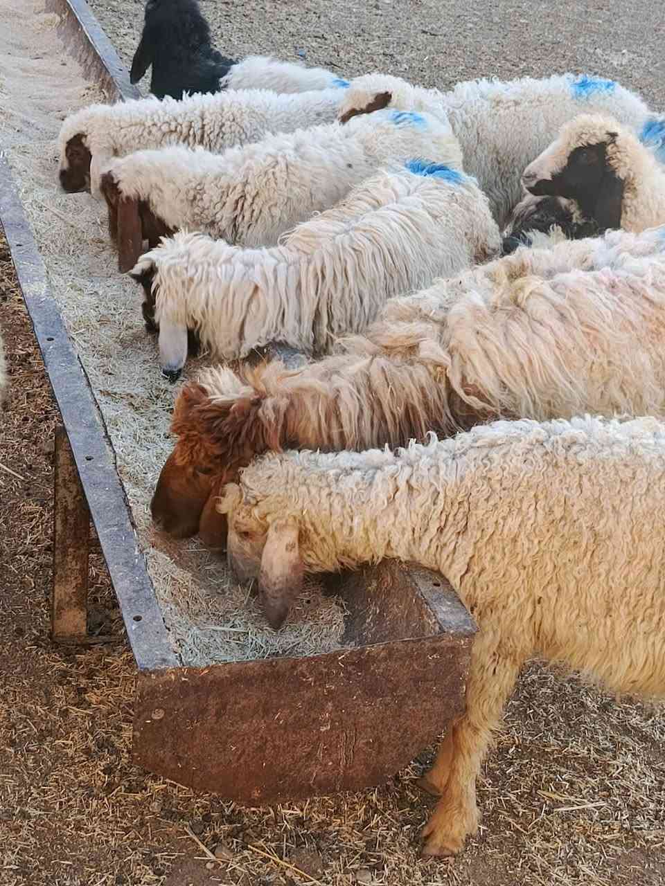يوجد طليان عدد 6 + فطايم عدد 5 ناصحات شرط نصاحه مال ربط حلوات ومناسبات وبيع شلع العنوان بيجي رقم الهاتف
‏‪***********‬‏....‏‪***********‬‏
يوجد طليان عدد 6 + فطايم عدد 5 ناصحات شرط نصاحه مال ربط حلوات ومناسبات وبيع شلع العنوان بيجي رقم الهاتف
