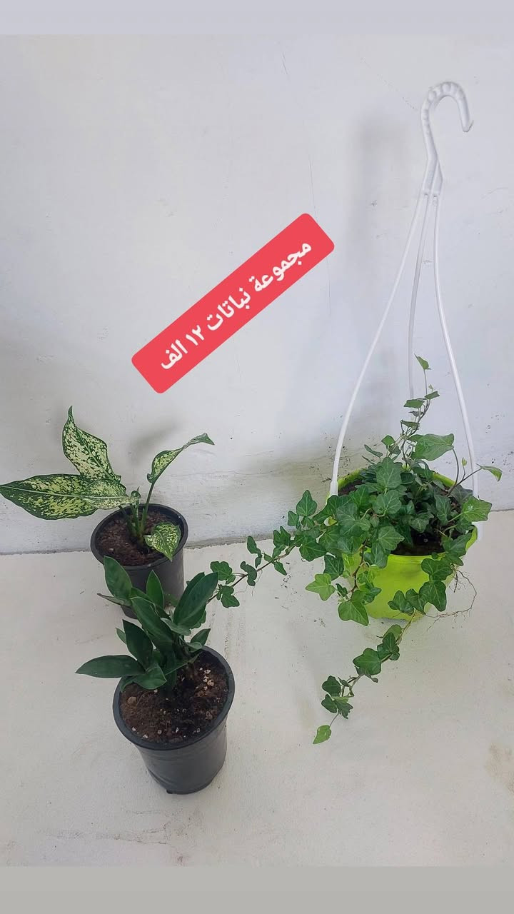 عروضنا العيد ويانا غير 🎊🎊🎉عروضنا مستمرة يوجد خدمه توصيل لجميع مناطق كركوك للاستفسار يمكنكم مراسله الصفحه


**إذا كنت صاحب هذا الإعلان وتريد حذفه لأي سبب، رجاءا أرسل رسالة إلى الدعم الفني**