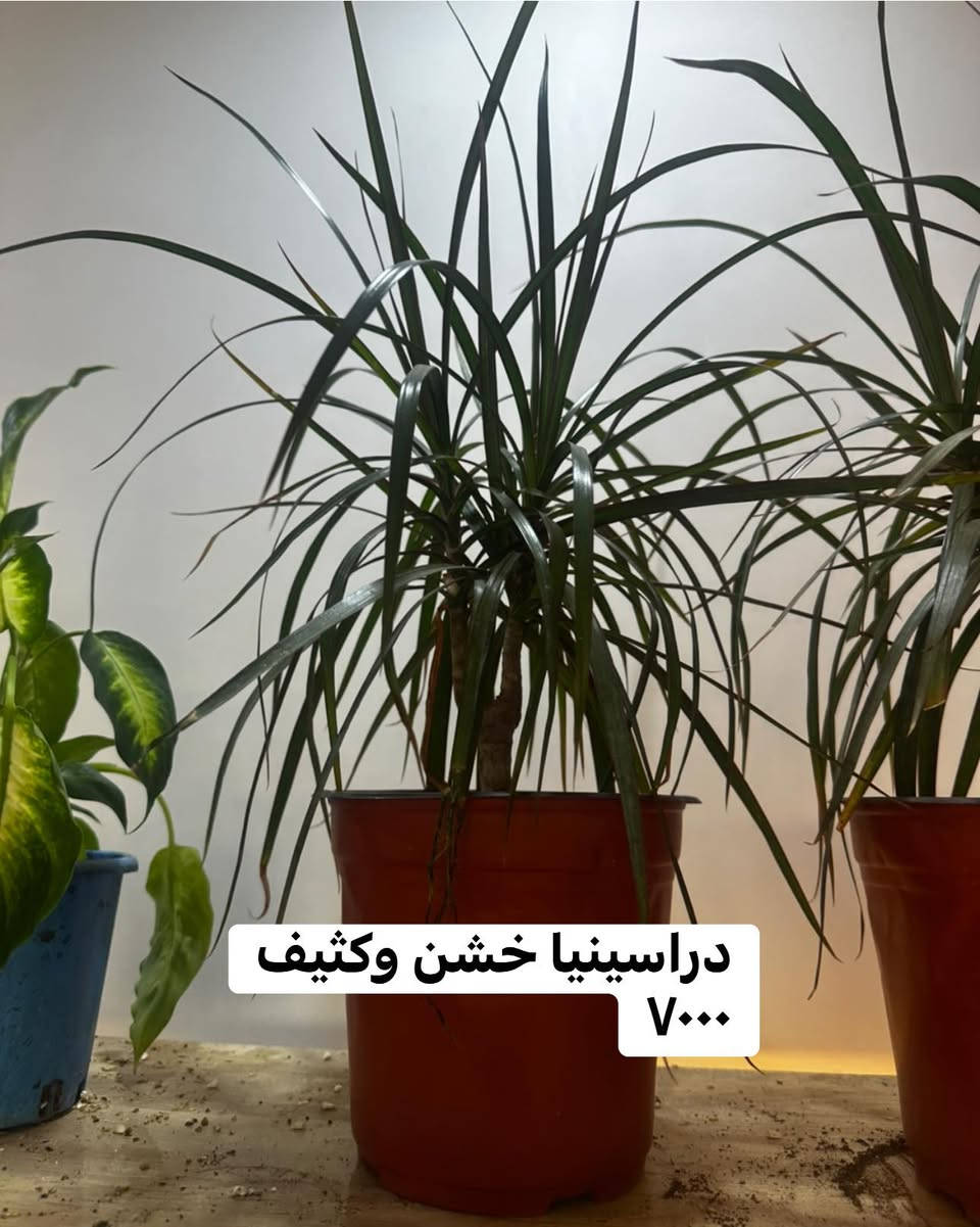 عرووووض


**إذا كنت صاحب هذا الإعلان وتريد حذفه لأي سبب، رجاءا أرسل رسالة إلى الدعم الفني**