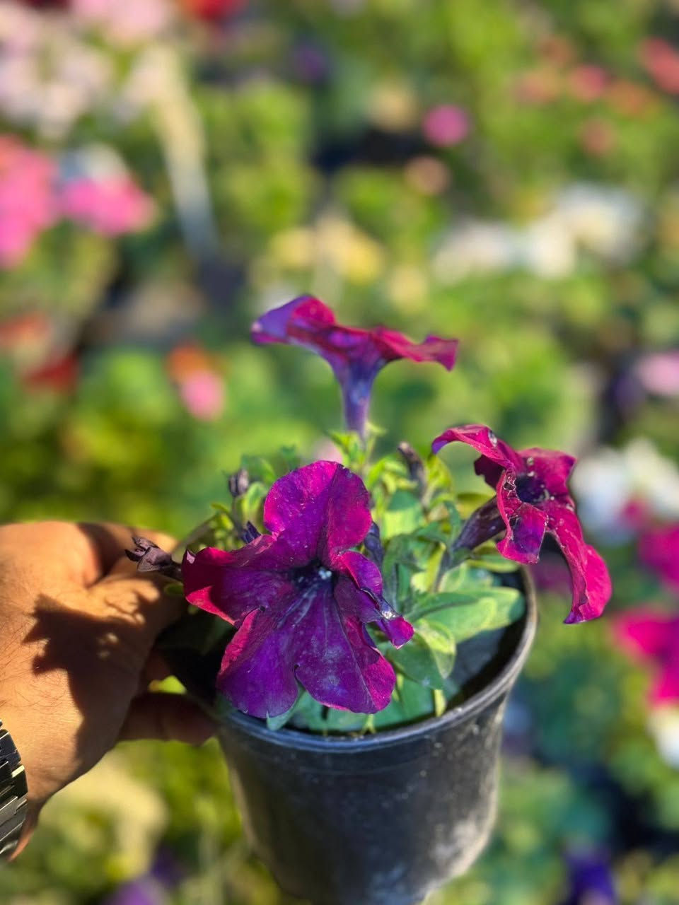 بمناسبة عيد الفطر المبارك تخفيض 10‎%‎ 🌙 كل عام و انتم بألف خير ❤️😍

 التخفيض يشمل جميع المنتجات داخل المشتل و تكون على القائمة🔥🔥 
🌿 نباتات ظلية داخلية
🌳 نباتات خارجية
🌸 زهور متنوعة
🪴 سنادين ودوارق
🌱 أسمدة وبيتموس
 وجميع مستلزمات النباتات
📍 العنوان:الفلوجة – السوق العصري
 شارع ٤٠ – الفرع المقابل سنتر ملامح
📞 موبايل:***********
#مشتل#مشتل_سما_الربيع#نباتات#نباتات_ظلية#نباتات_منزلية⁩
