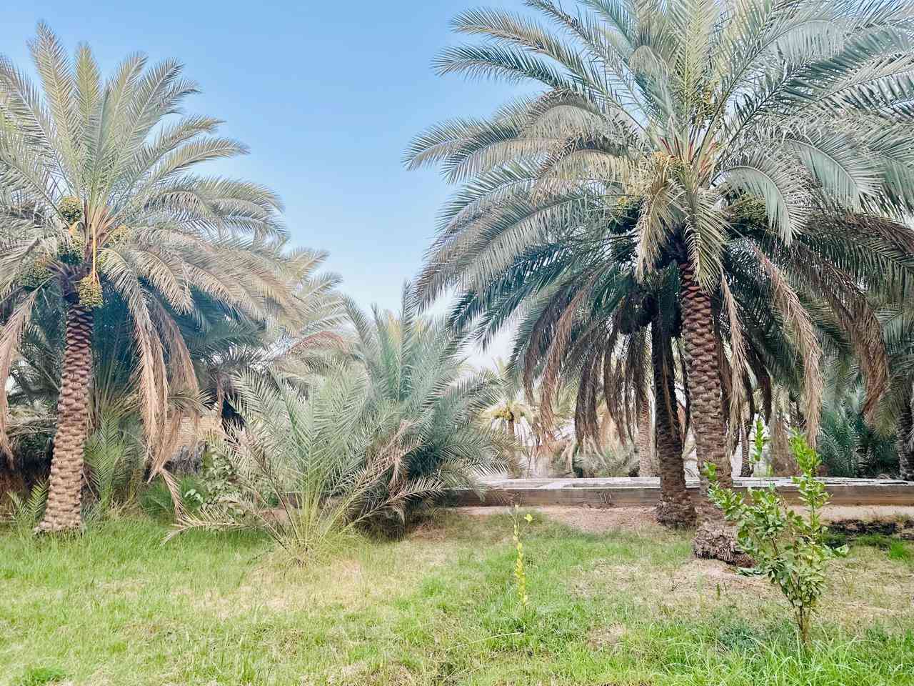 بستان 2000 متر مسيج طابو زراعي سند 25 على طريق بغداد كربلاء عامود 301 تبعد عن الشارع العام 800 مترمتوفره ماء وكهرباء ومولد بيها بتلو مساحه 250 متر للتفاصيل واتساب ***********
