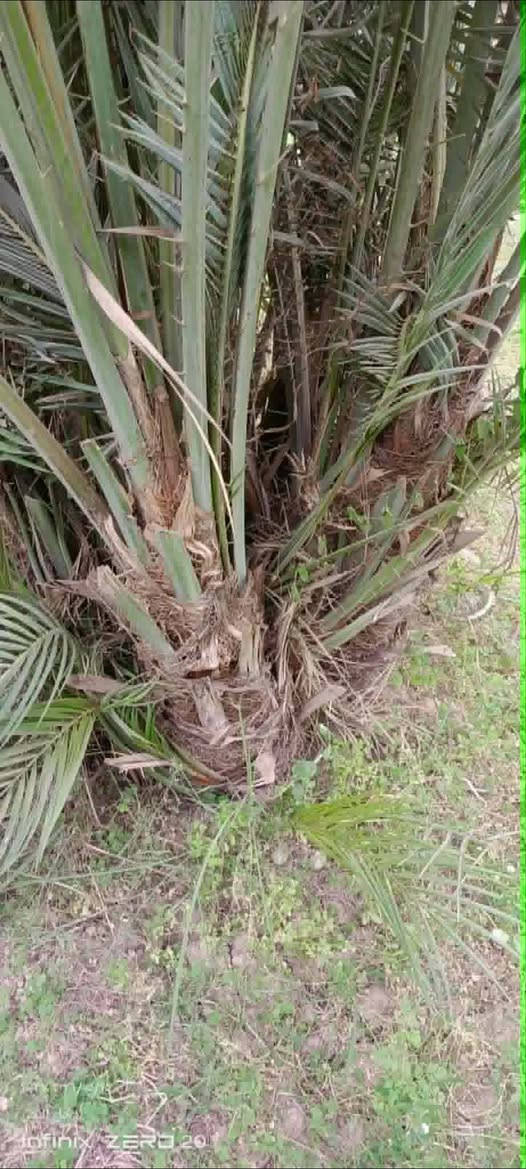 مساء الخير على الجميع 
متوفر كادر خاص بزراعه النخيل 
واسيجه المزارع 
تعديل المزارع 
كرسته وعمل 
متوفر كافه أصناف النخيل 
للاستفسار 
***********
