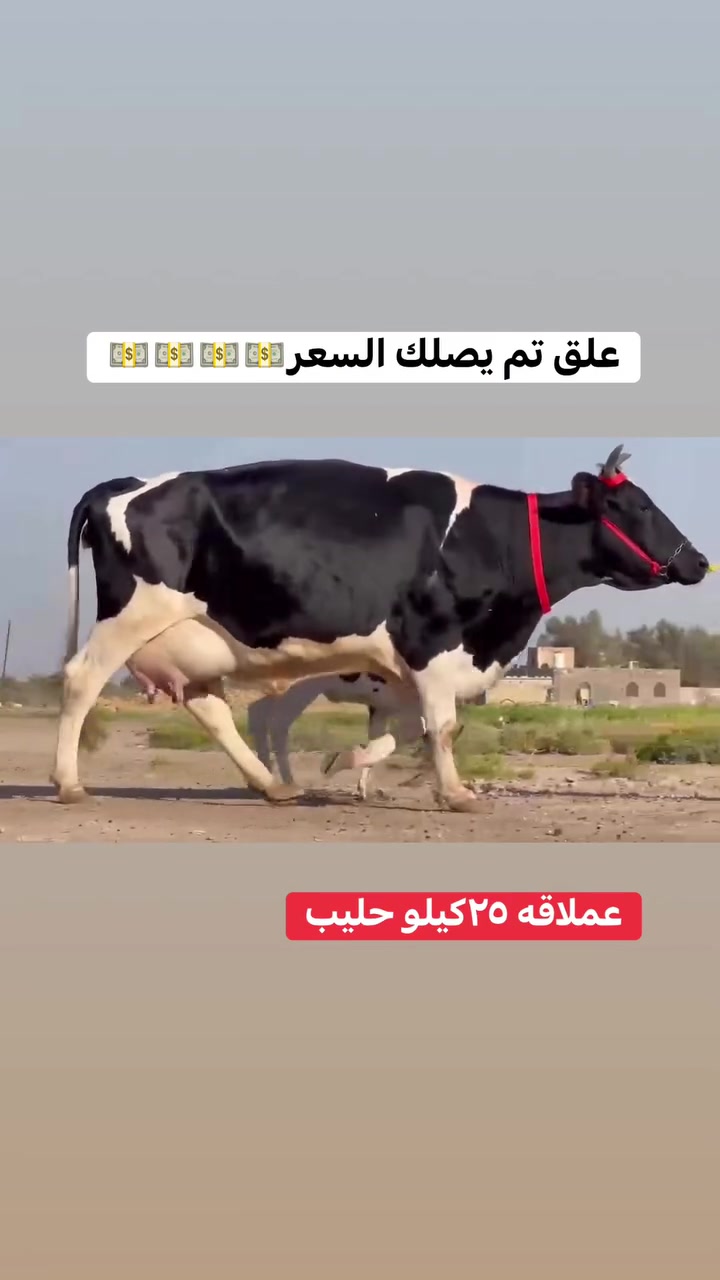 #علق تم يصلك السعر 
*********** بي واتساب 
***********
مكان السماوة
