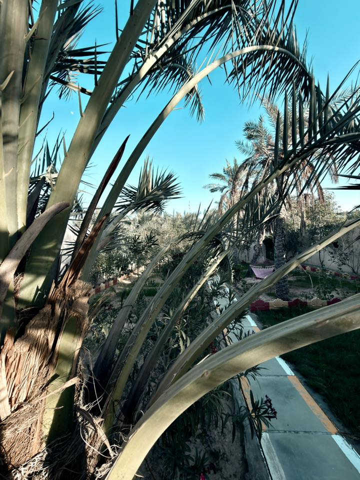 أسعد الله أوقاتكم بكل خير أحبتي 🌸

📢 إعلان بيع شاليه

يعلن مكتب كيان للعقارات عن عرض مميز:

📍 الموقع: البصرة - قضاء أبي الخصيب - منطقة حمدان (قرب محطة الغاز).
📏 المساحة: 800 متر مربع.

📑 سند الملكية: طابو (أسهم).

مواصفات العقار:

• الموقع الجغرافي: يبعد عن الشارع العام مسافة 200 متر فقط.

• الإطلالة: يقع مباشرة على النهر.
• المحتويات: يحتوي على دار سكن، ونخيل، وأشجار متنوعة.
• الحالة: مكان مرتب جداً، هادئ ومميز للسكن أو الاستجمام.

💰 السعر المطلوب: 500 مليون (قابل للتفاوض).

📞 للاستفسار ومزيد من المعلومات، يرجى الاتصال بنا:
***********
